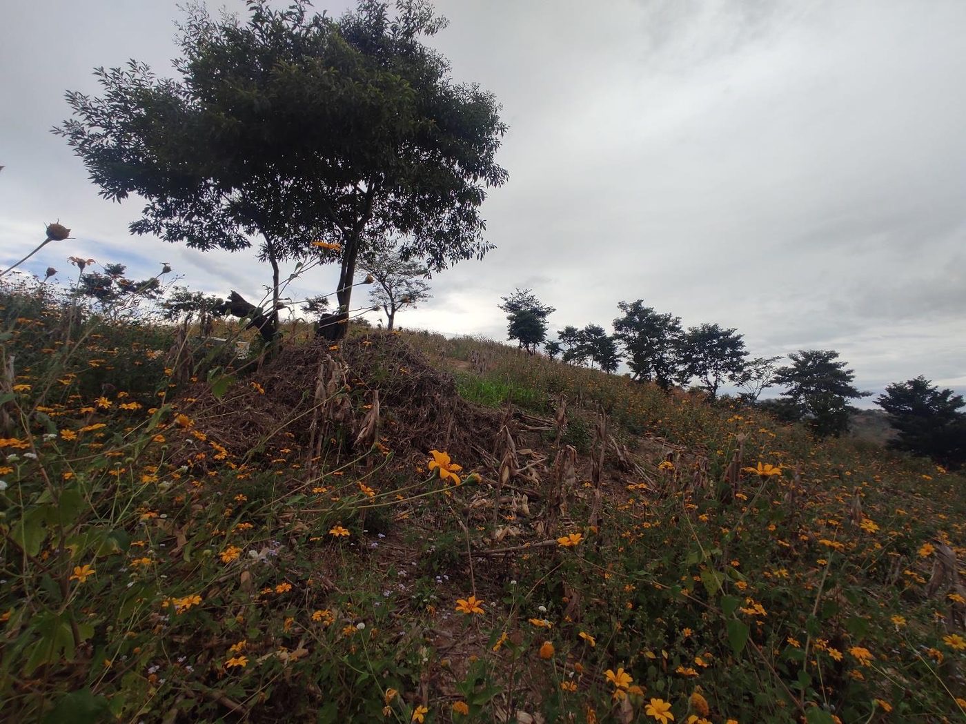 Terreno de 4.5 hectáreas en Tonacatepeque — foto 3